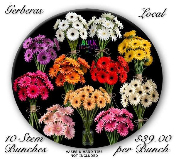 GERBERAS