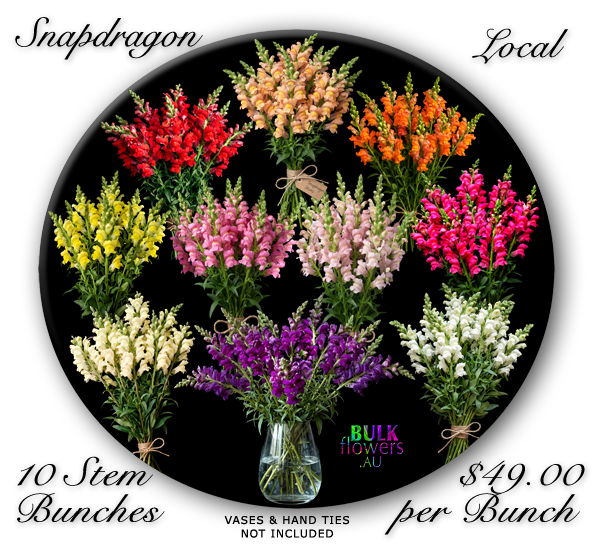 SNAPDRAGON